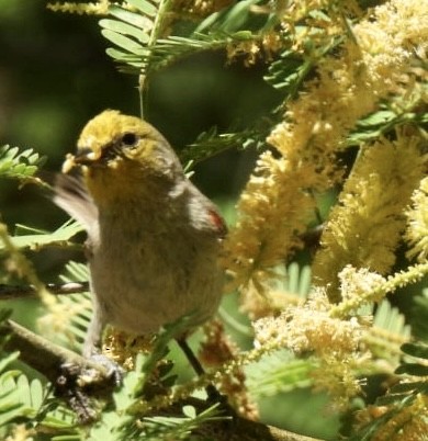 Verdin - Sue Bernstein