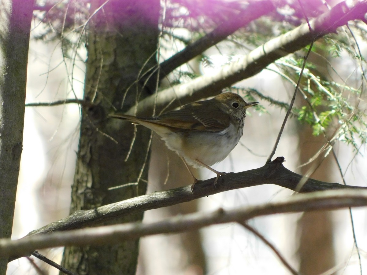 Hermit Thrush - Thierry Dubuc