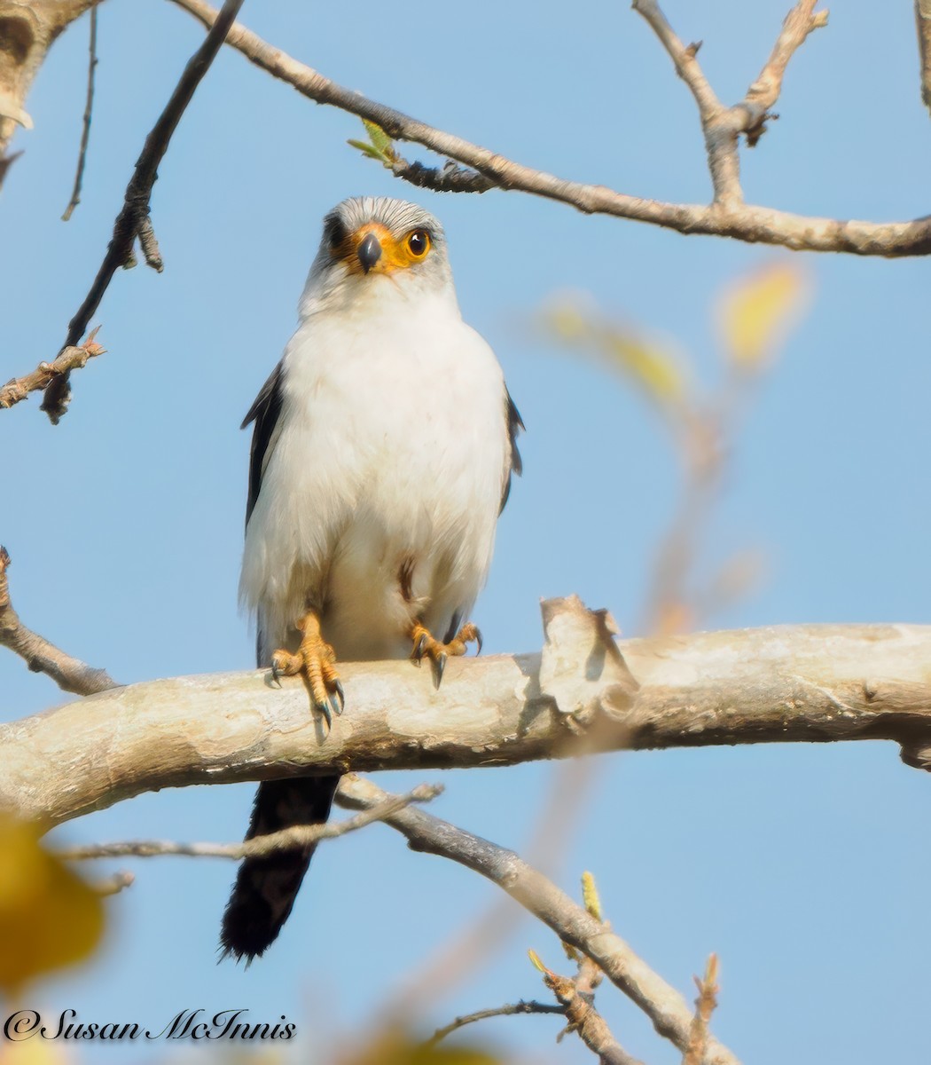 White-rumped Falcon - ML618275952