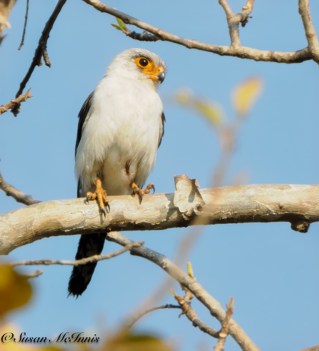 White-rumped Falcon - ML618275963