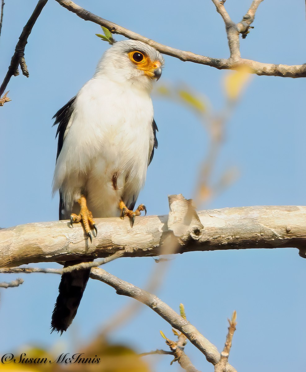 White-rumped Falcon - ML618275970