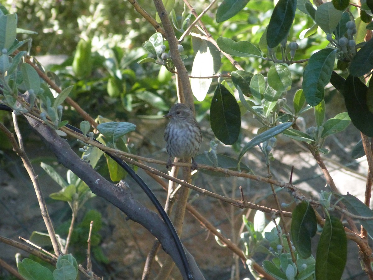 Pine Siskin - John  Kiseda