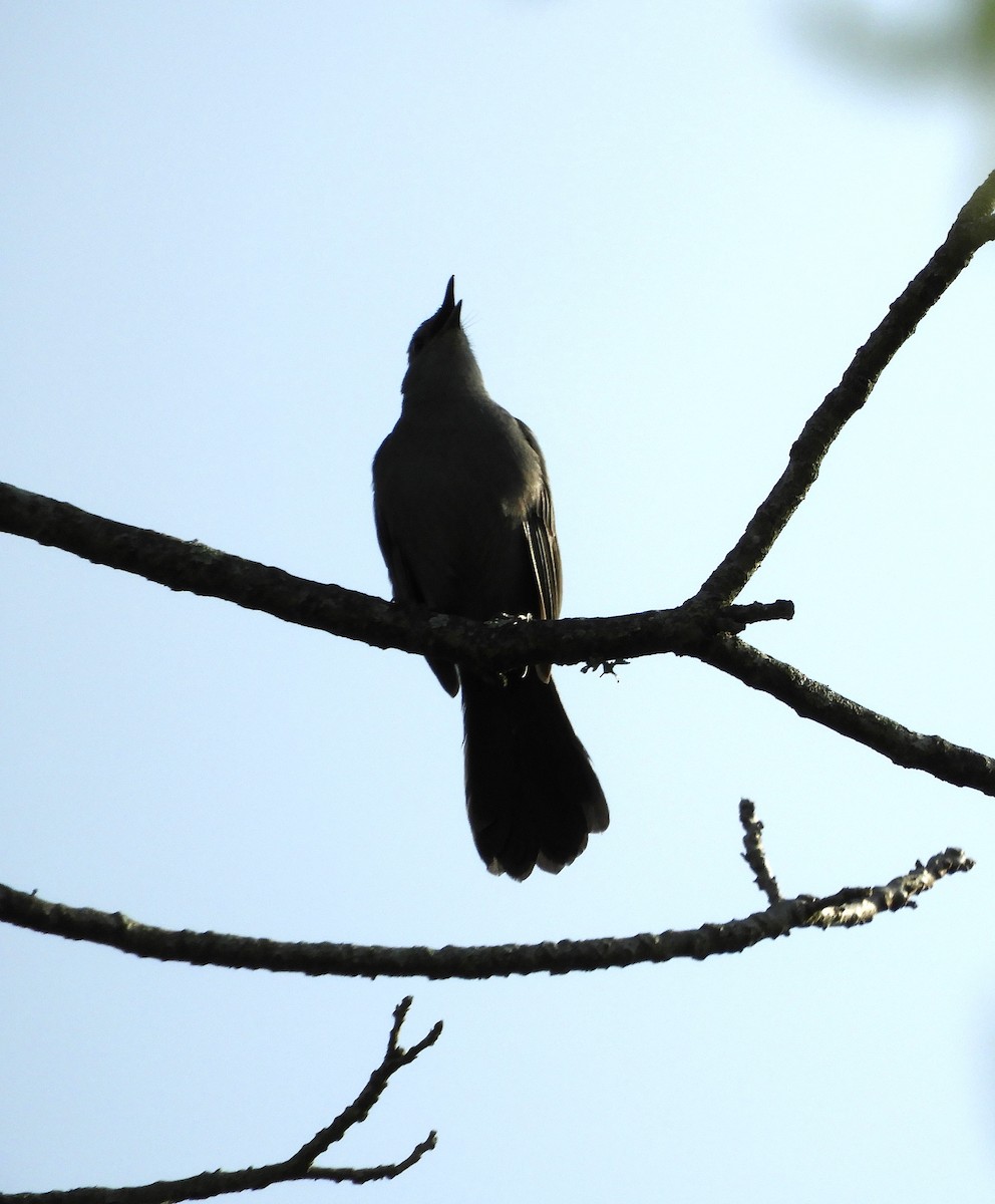 Gray Catbird - ML618275992