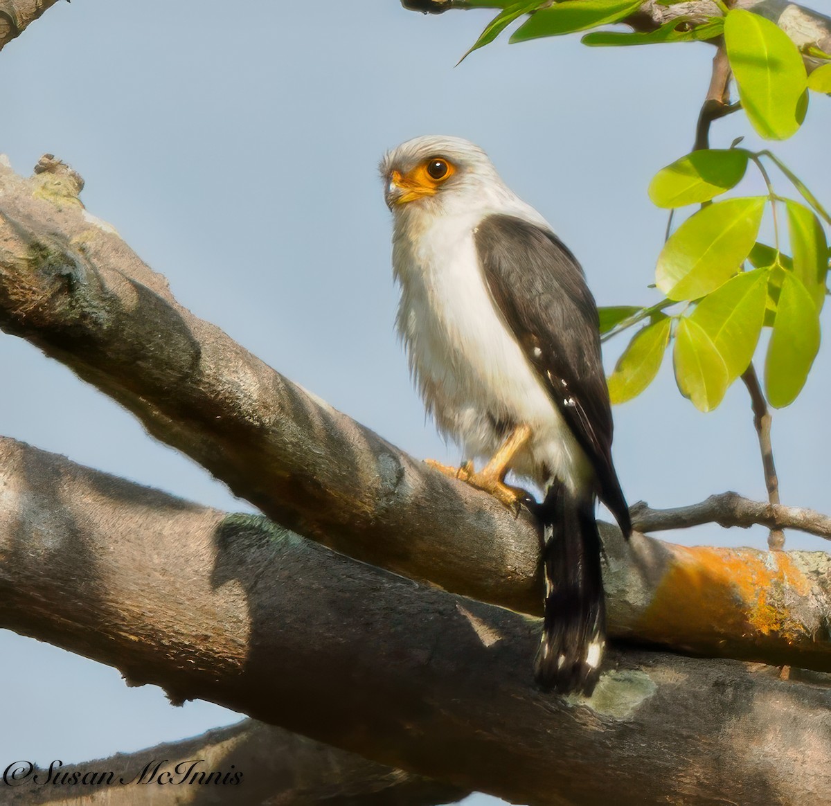 White-rumped Falcon - ML618276000