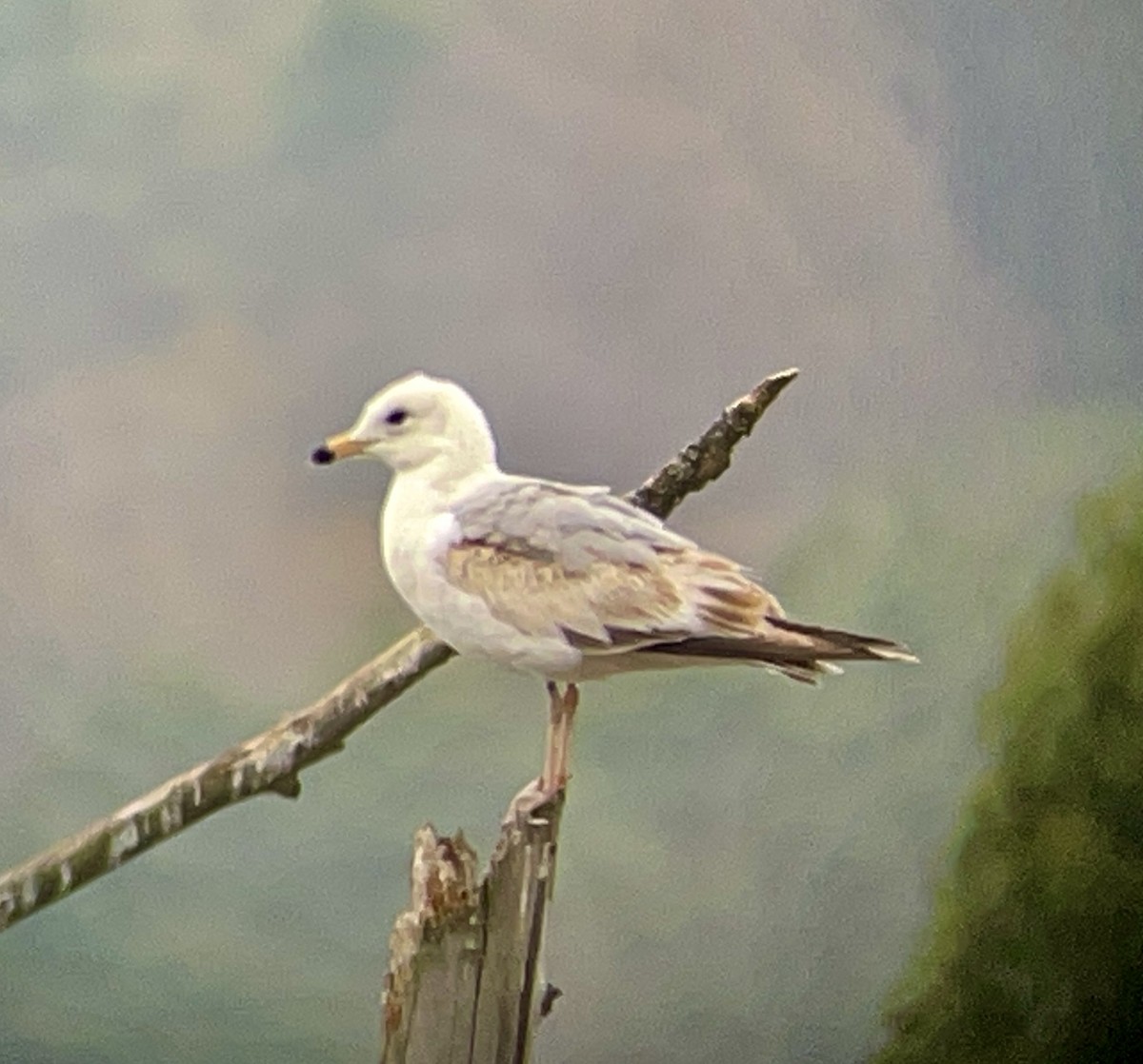 Ring-billed Gull - ML618276001