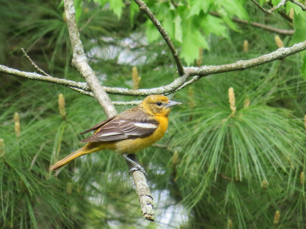 Oriole de Baltimore - ML618276009