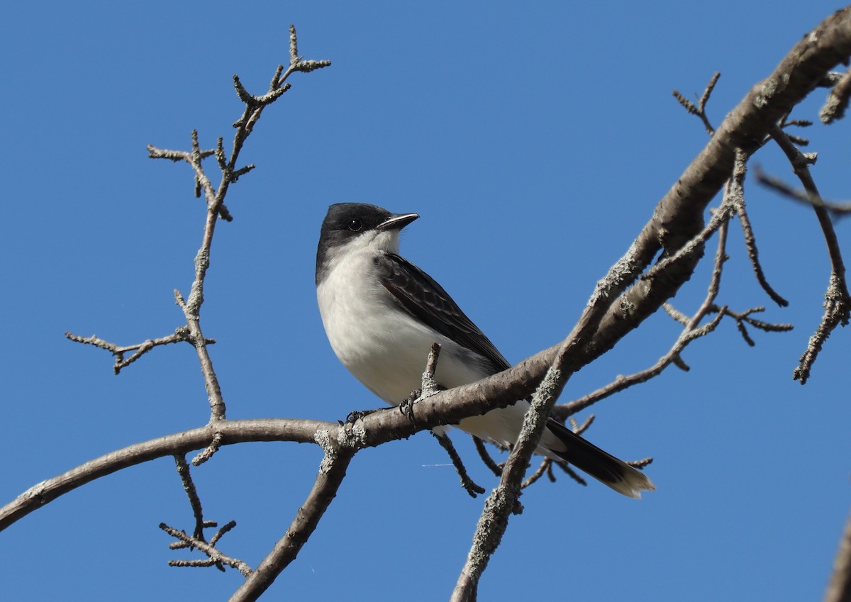 Eastern Kingbird - ML618276011