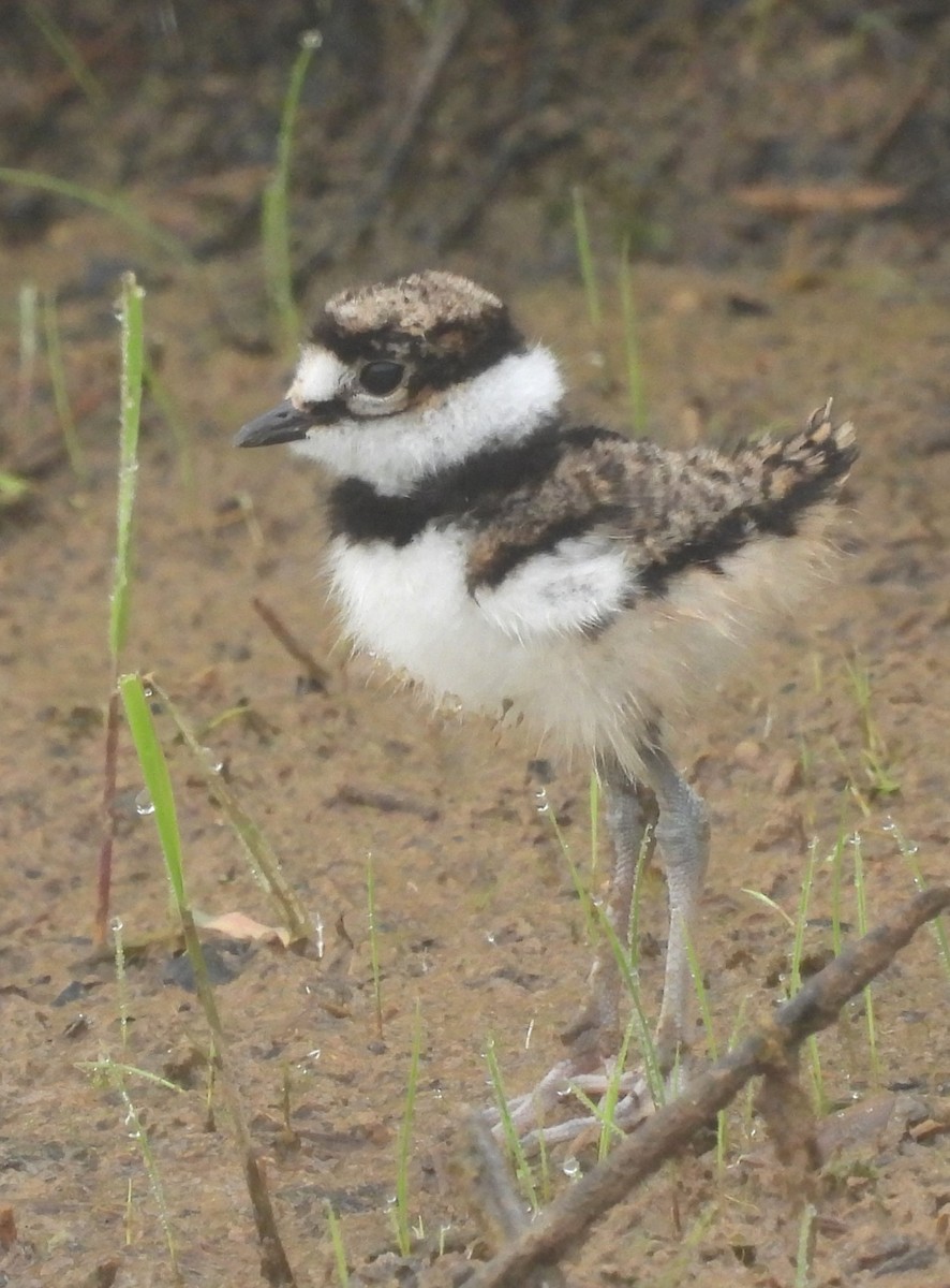 Killdeer - Roger Kroodsma