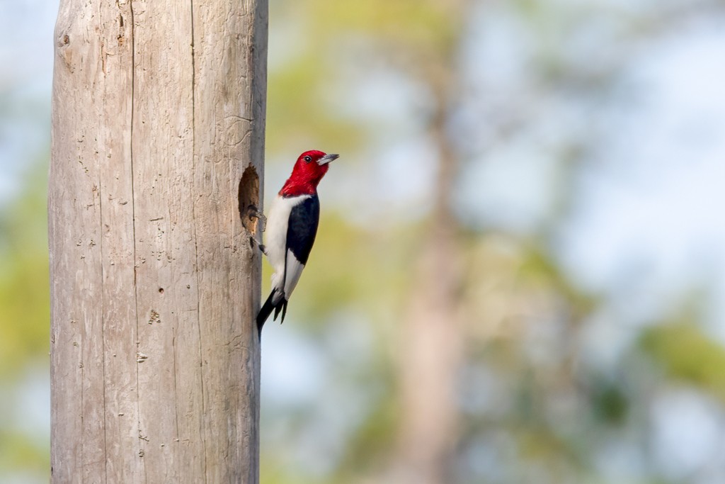 Red-headed Woodpecker - Linda Burek