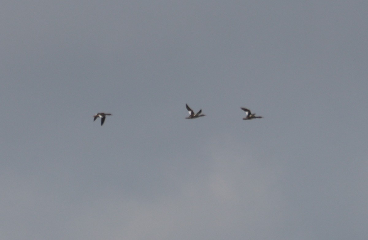 Red-breasted Merganser - ML618276057