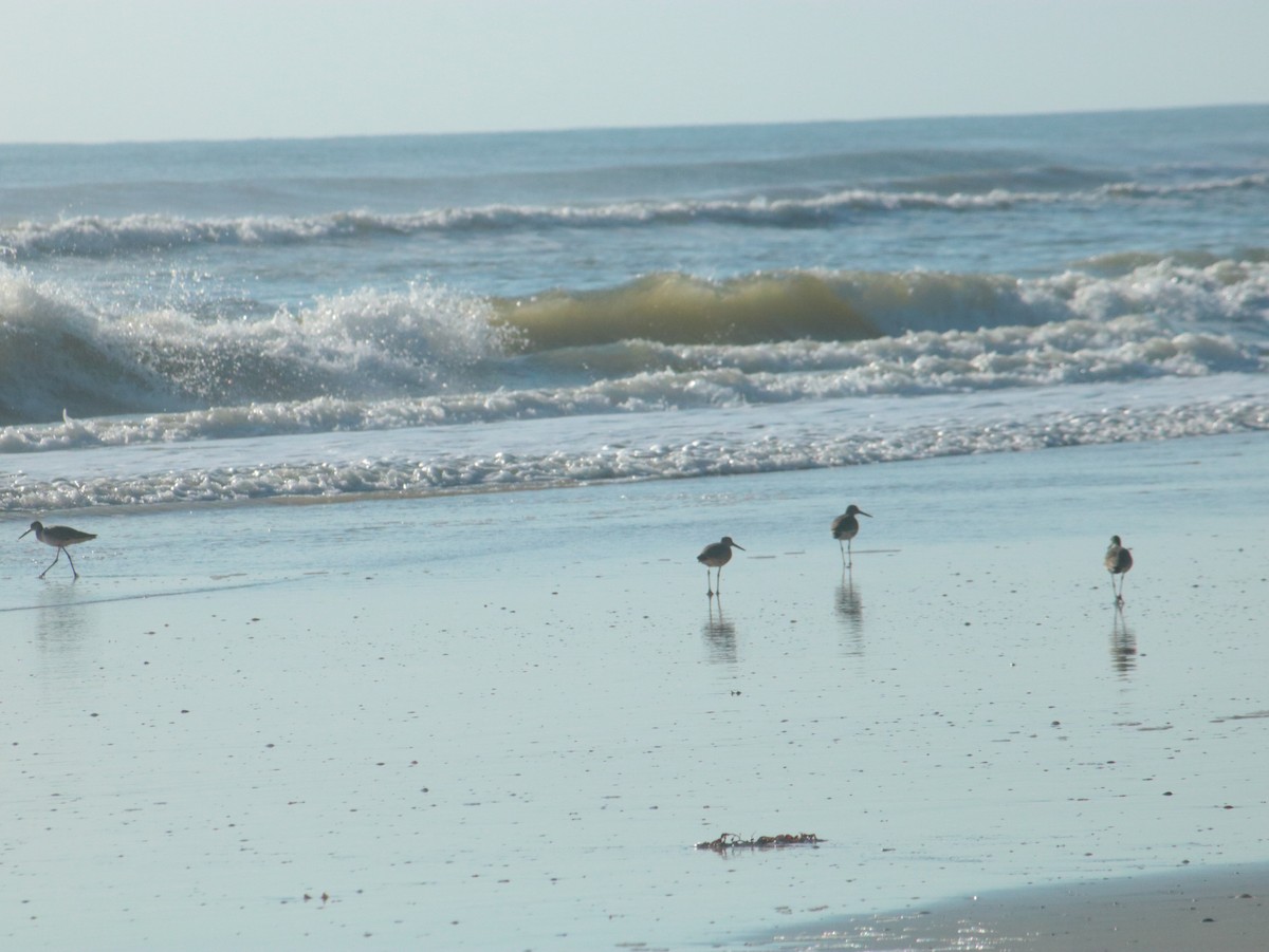 Playero Aliblanco (inornata) - ML618276072