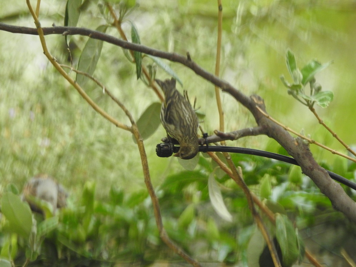 Pine Siskin - John  Kiseda