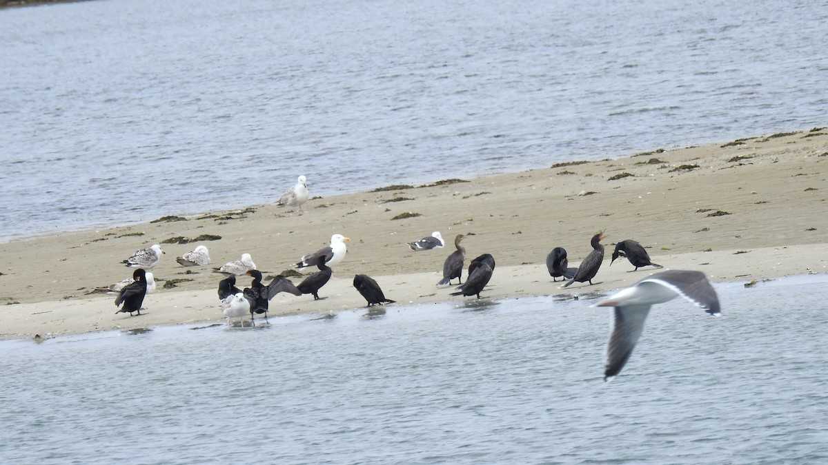 Double-crested Cormorant - Anca Vlasopolos