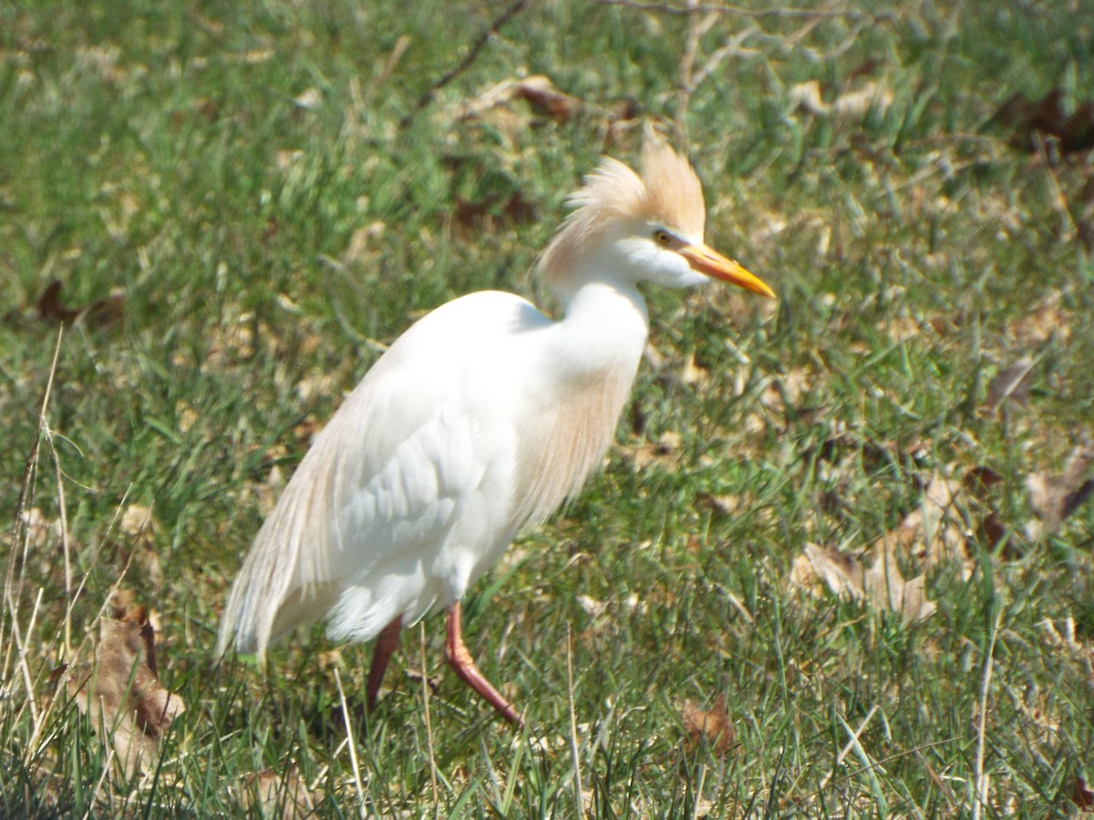 Египетская цапля (ibis) - ML618276099