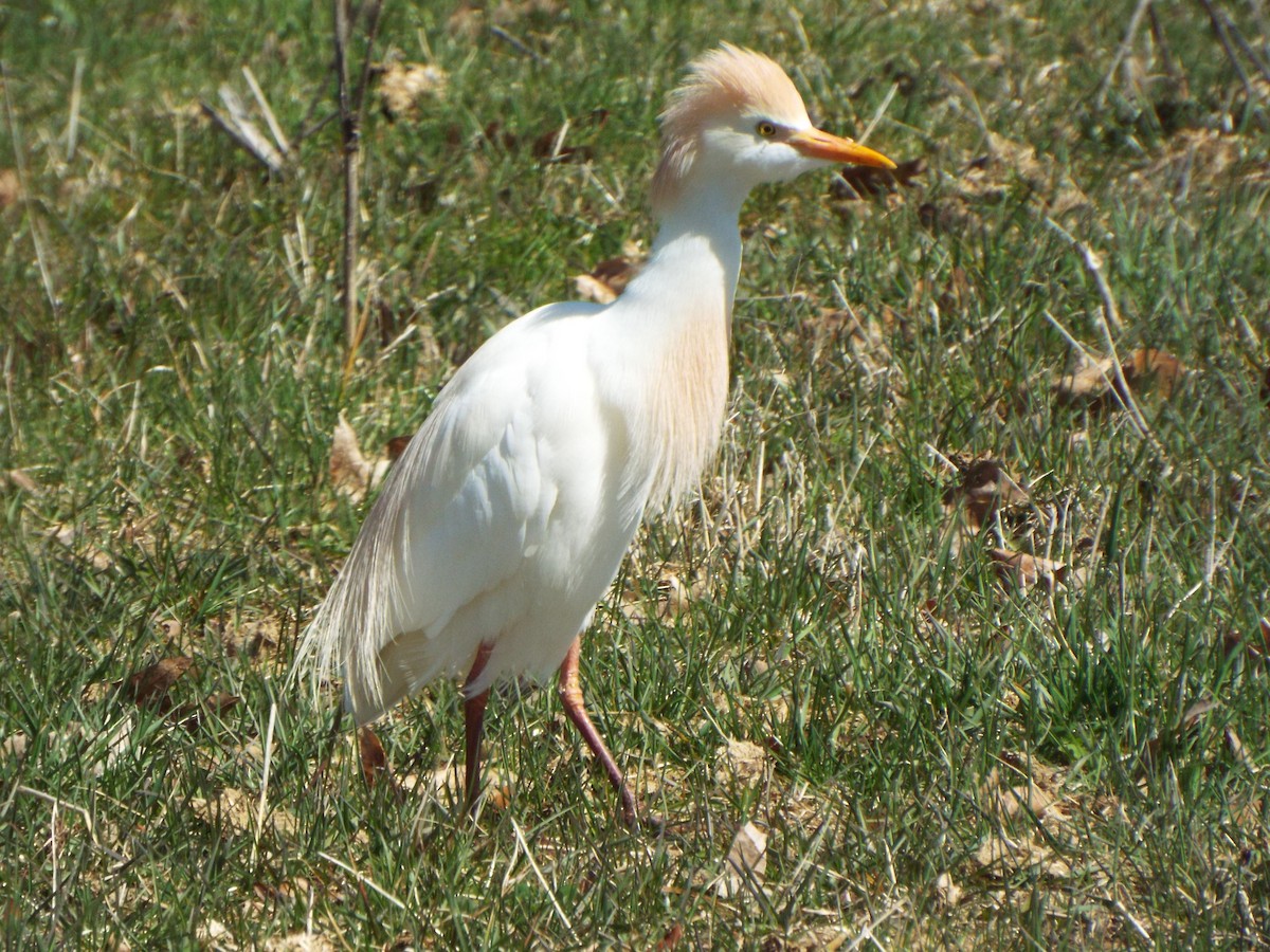 Чапля єгипетська (підвид ibis) - ML618276101