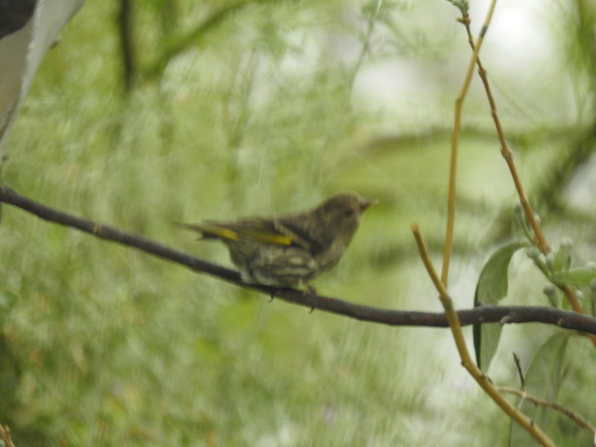 Pine Siskin - John  Kiseda