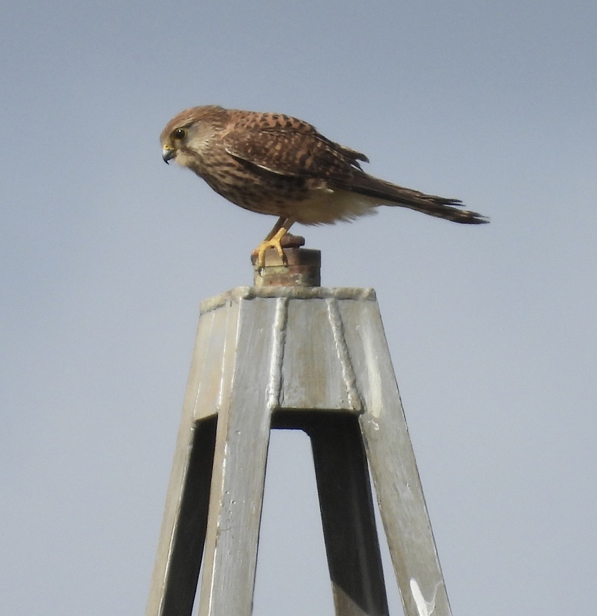 Eurasian Kestrel (Eurasian) - Beth Bruckheimer