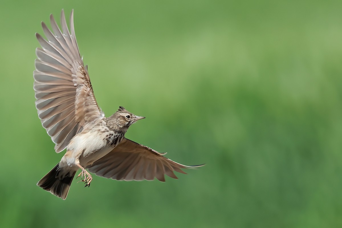 Crested Lark (Crested) - ML618276135