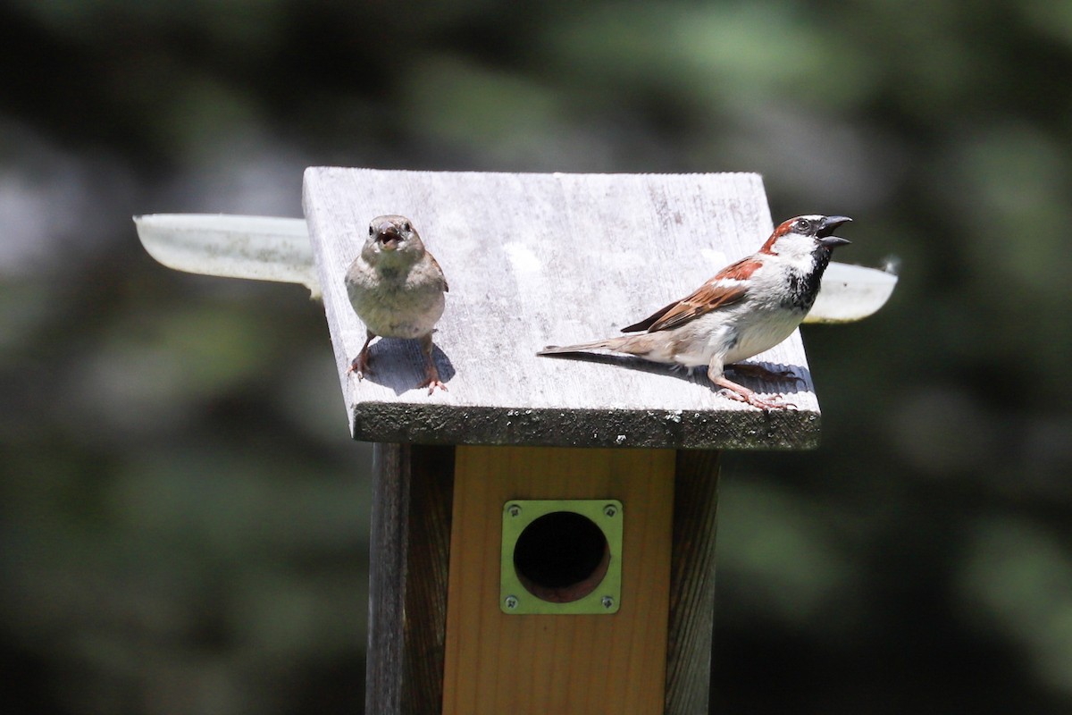 House Sparrow - Debra Rittelmann