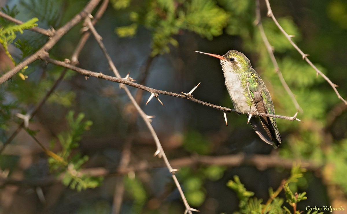 kolibřík lesklobřichý - ML618276150