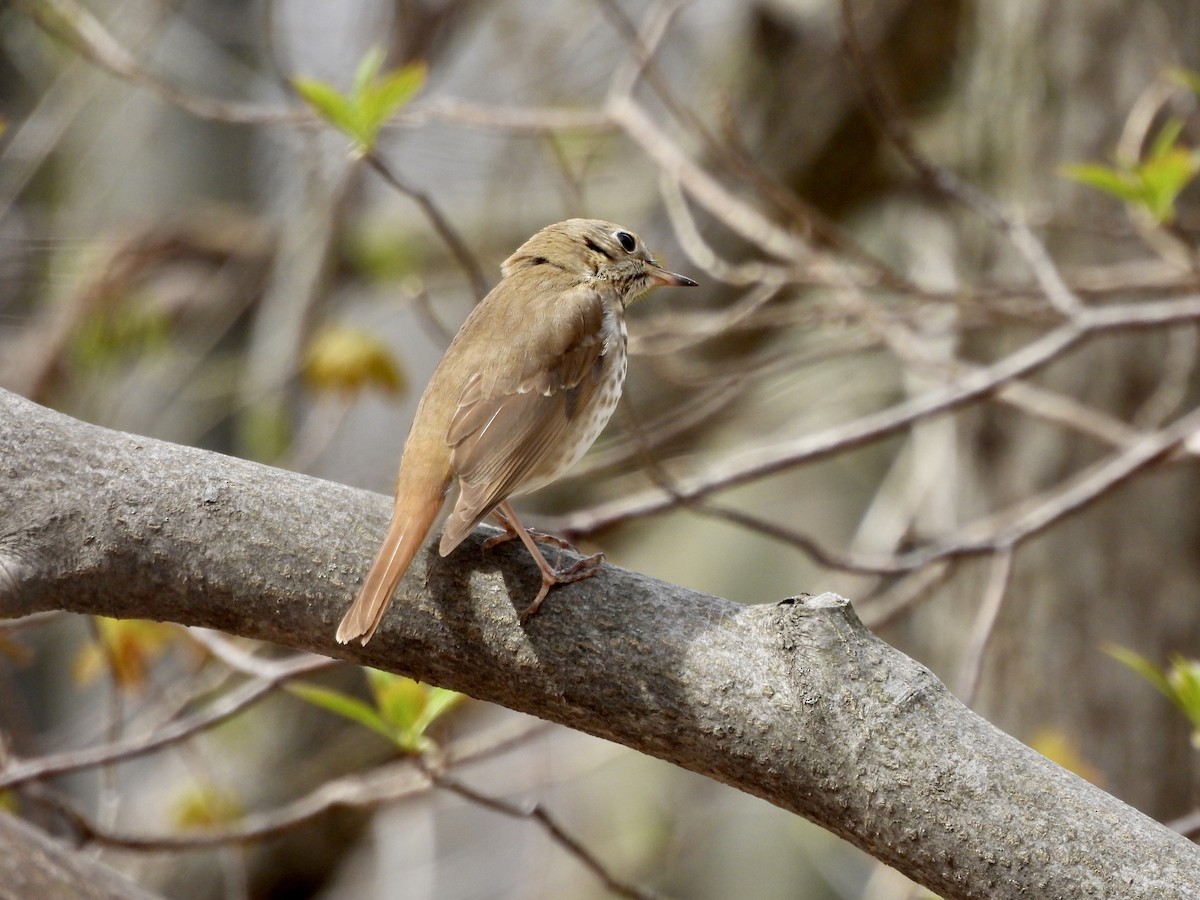 Hermit Thrush - Michelle Bélanger