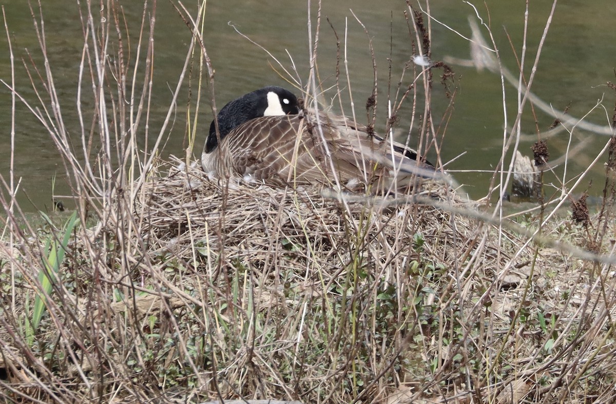 Canada Goose - Mark Ross