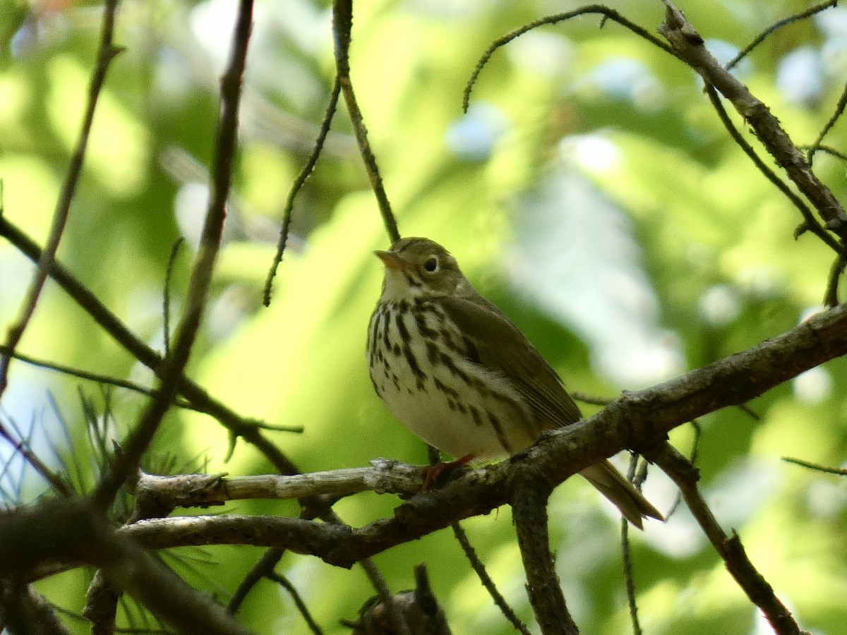 Paruline couronnée - ML618276178