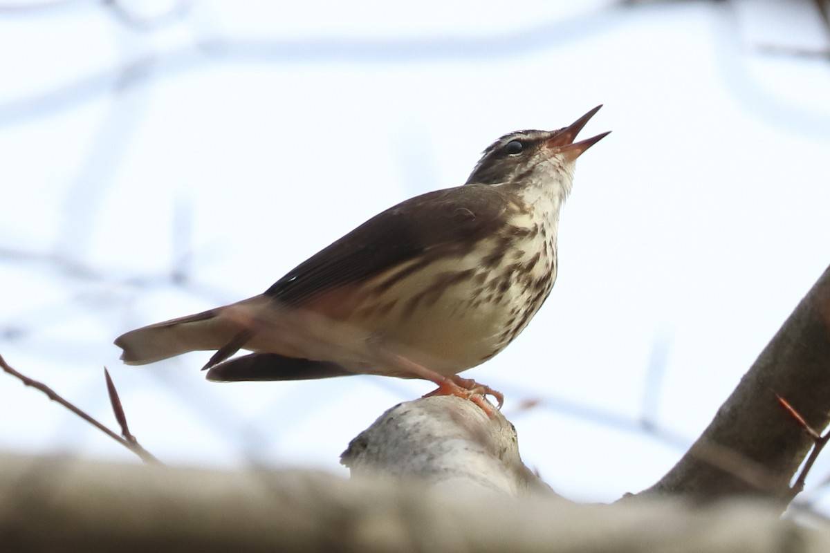 Louisiana Waterthrush - Mark Ross