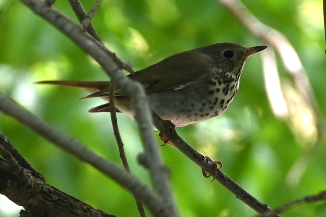 Hermit Thrush - Joe Cochran