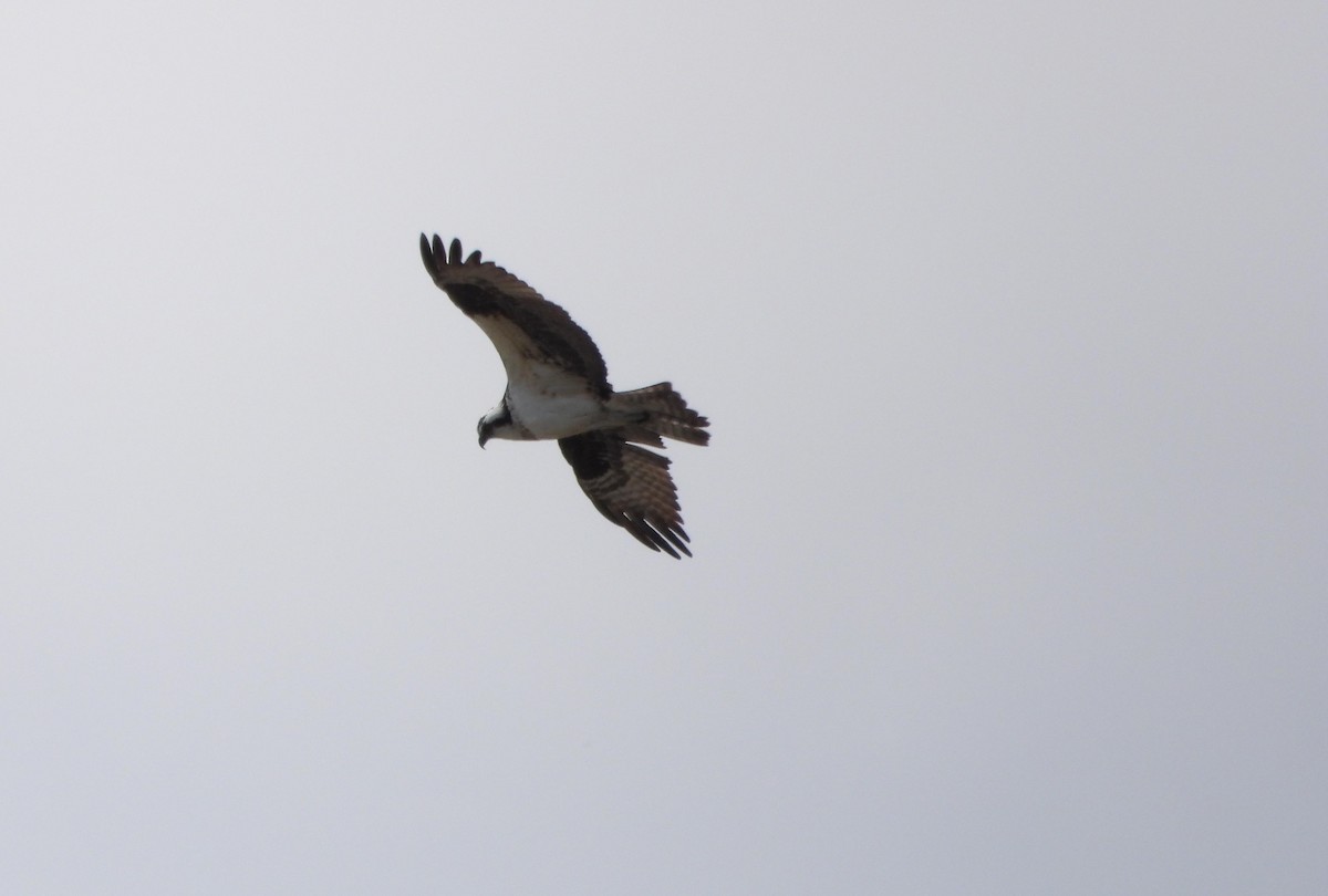 Osprey - ML618276218