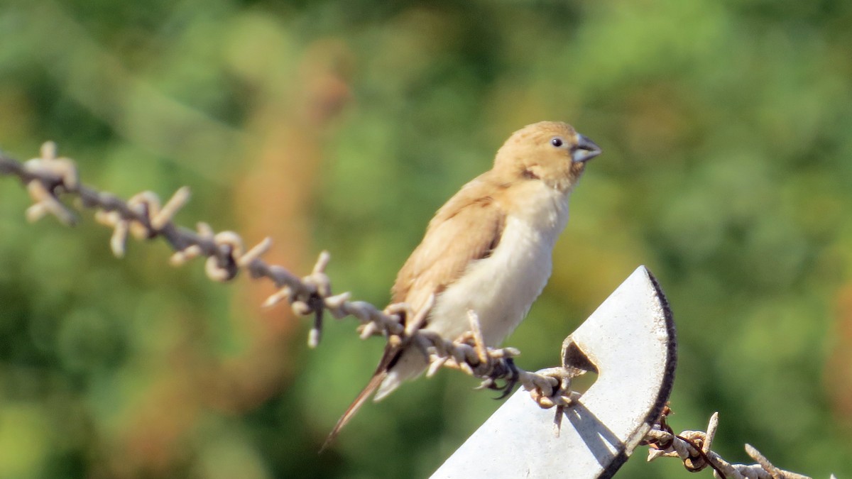 ub. spurvefugl (Passeriformes sp.) - ML618276229