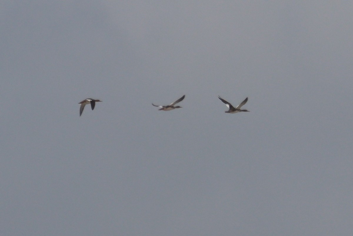 Red-breasted Merganser - ML618276245