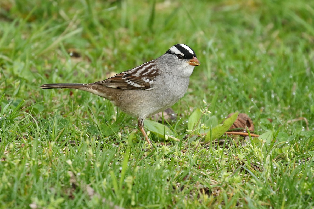 White-crowned Sparrow (leucophrys) - Liam Singh