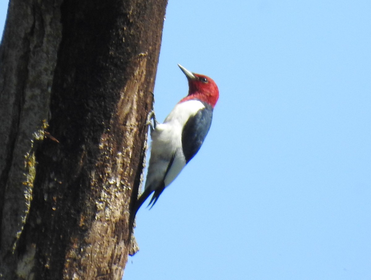 Red-headed Woodpecker - ML618276272