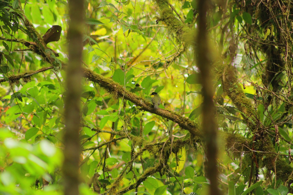 Andean Laniisoma - ML618276285