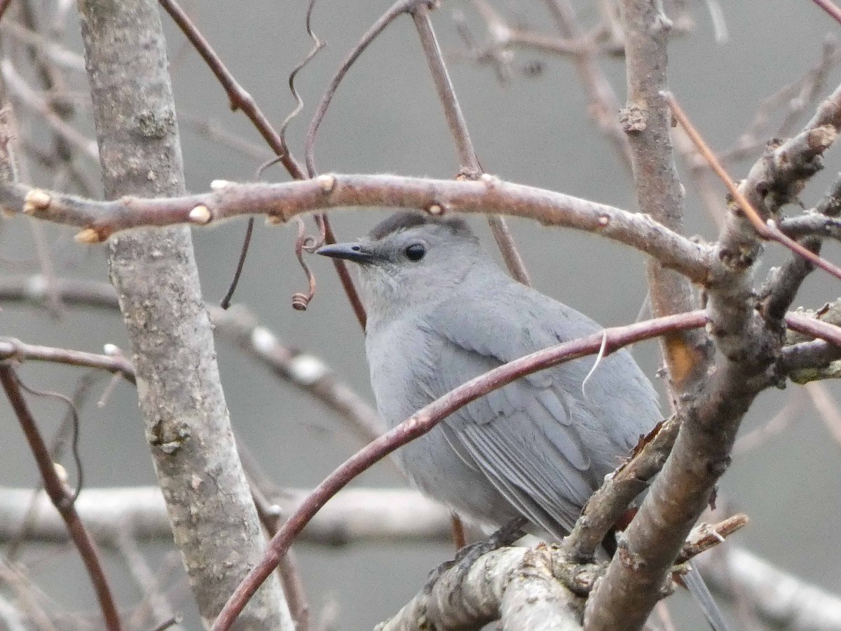 Gray Catbird - ML618276293