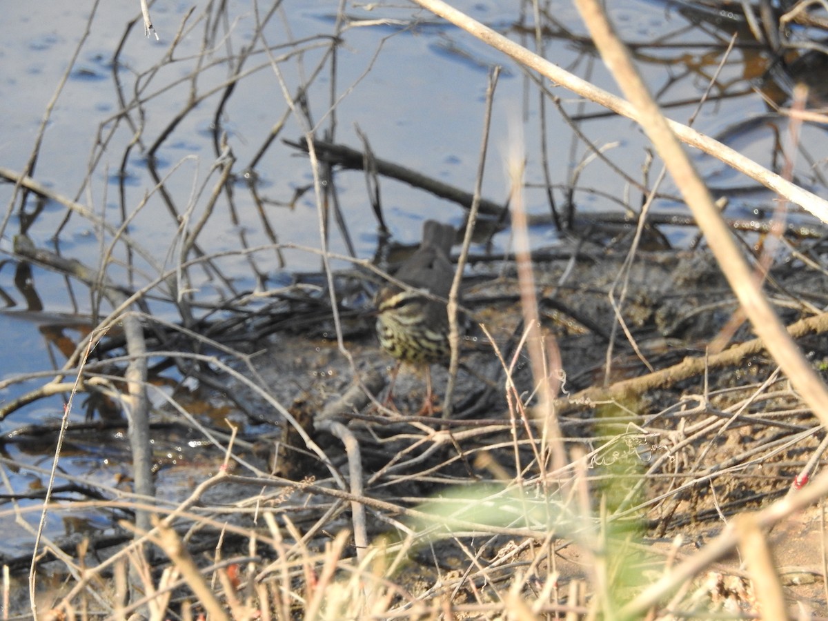 Northern Waterthrush - ML618276303