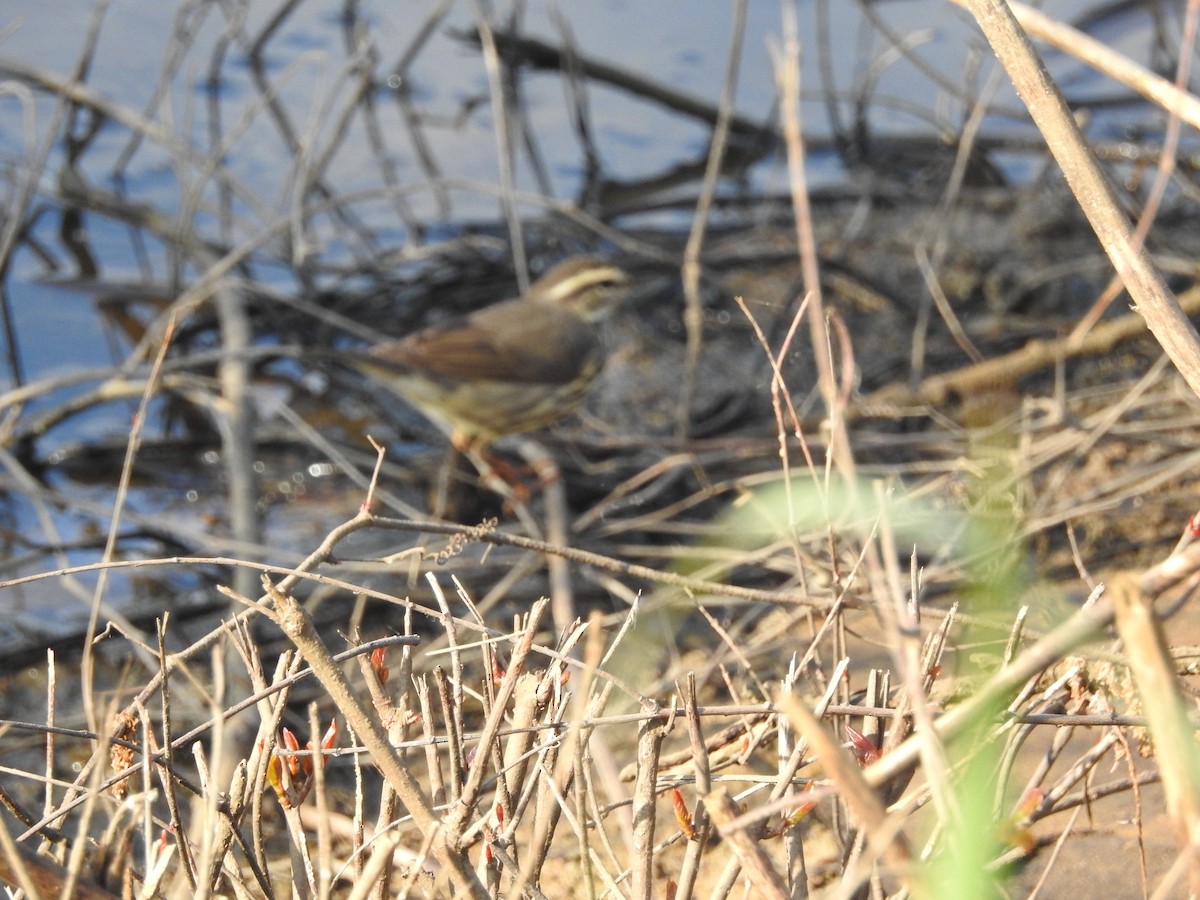 Northern Waterthrush - ML618276304