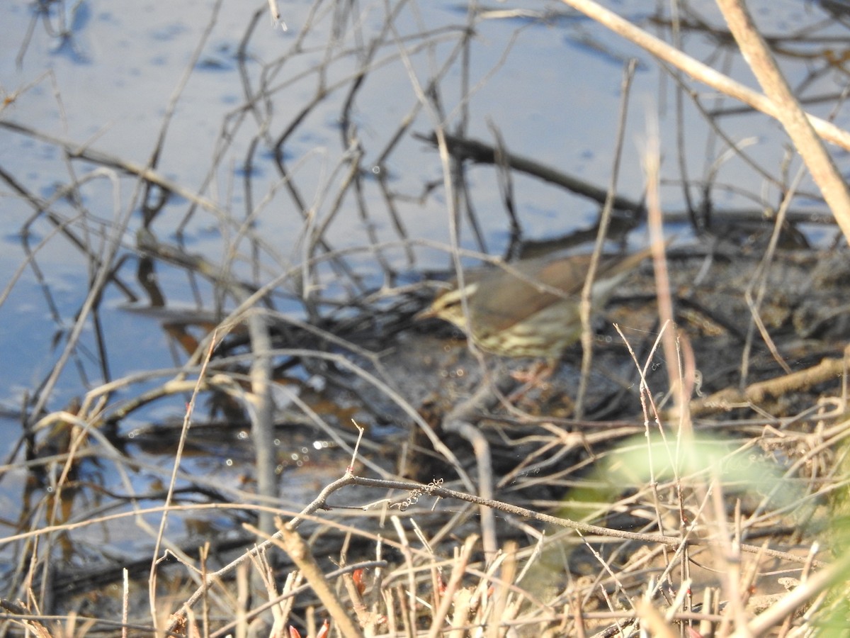 Northern Waterthrush - ML618276305