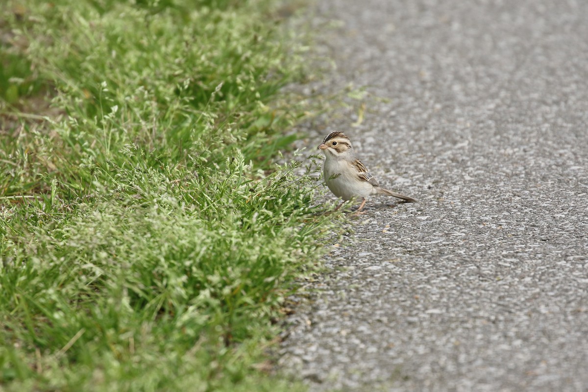 Clay-colored Sparrow - Liam Singh