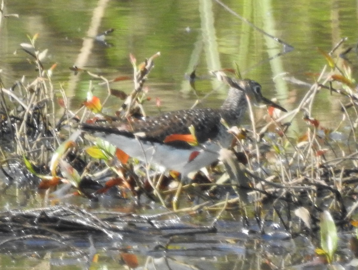 Solitary Sandpiper - ML618276313