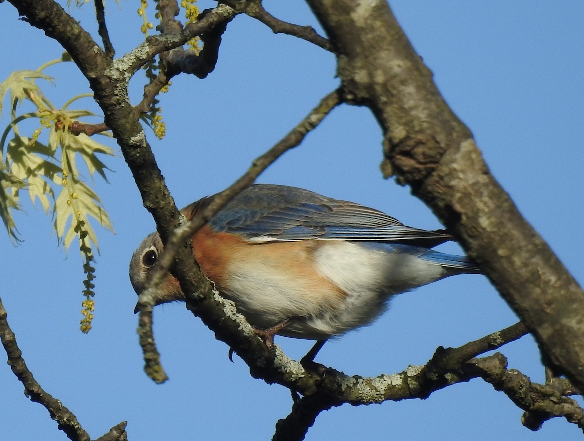 Eastern Bluebird - Steve Aram