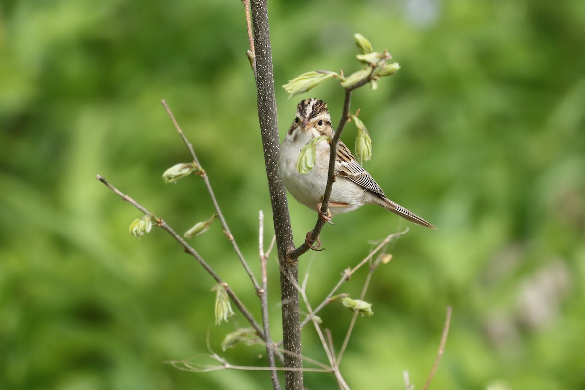 Clay-colored Sparrow - Liam Singh