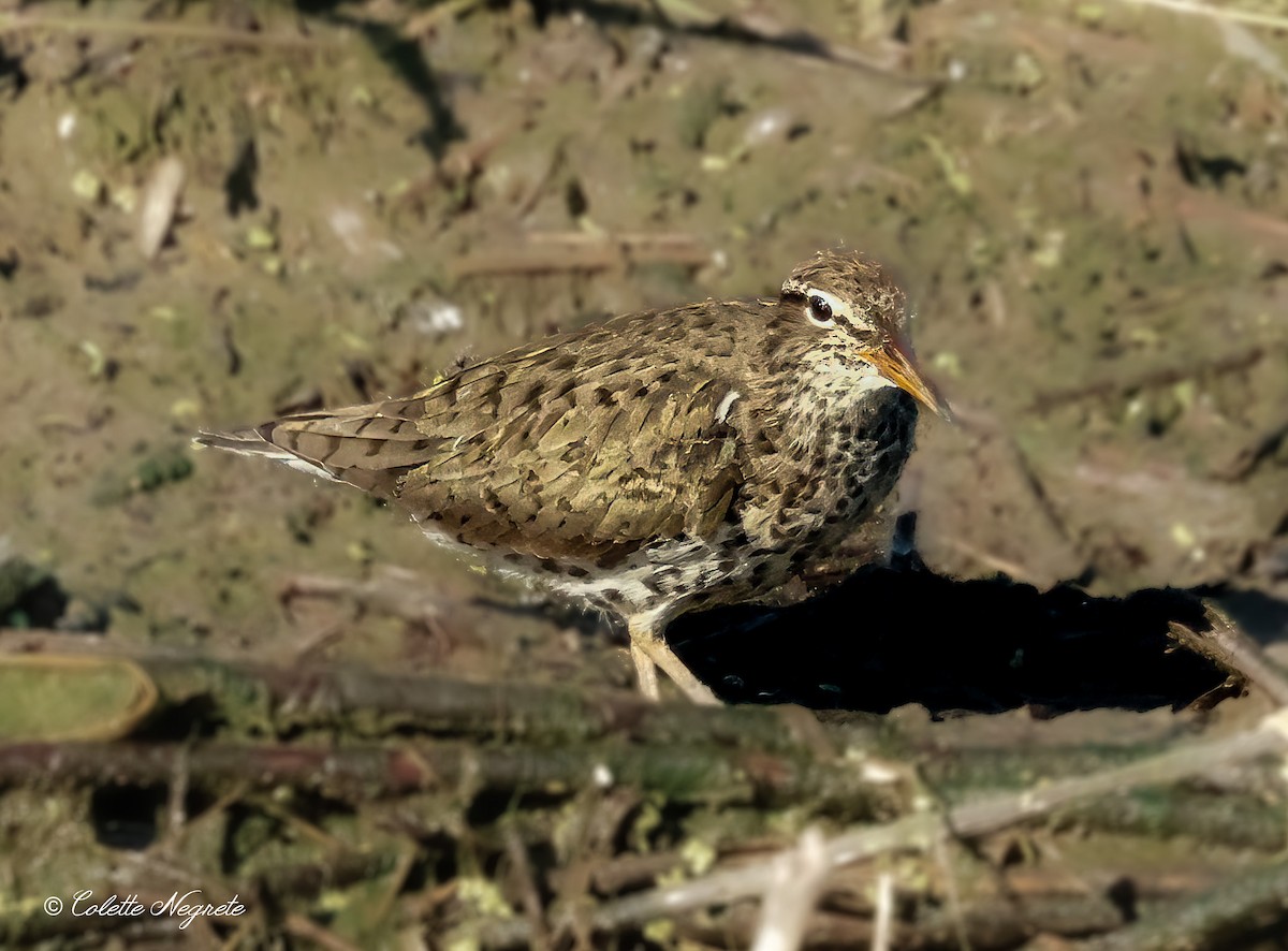 Spotted Sandpiper - Colette Vranicar