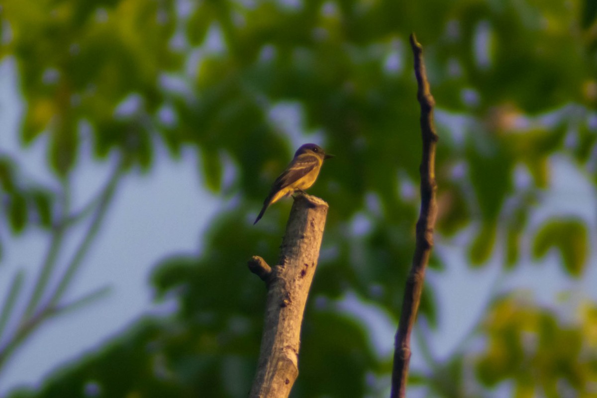 Eastern Wood-Pewee - Manuel de Jesus Hernandez Ancheita