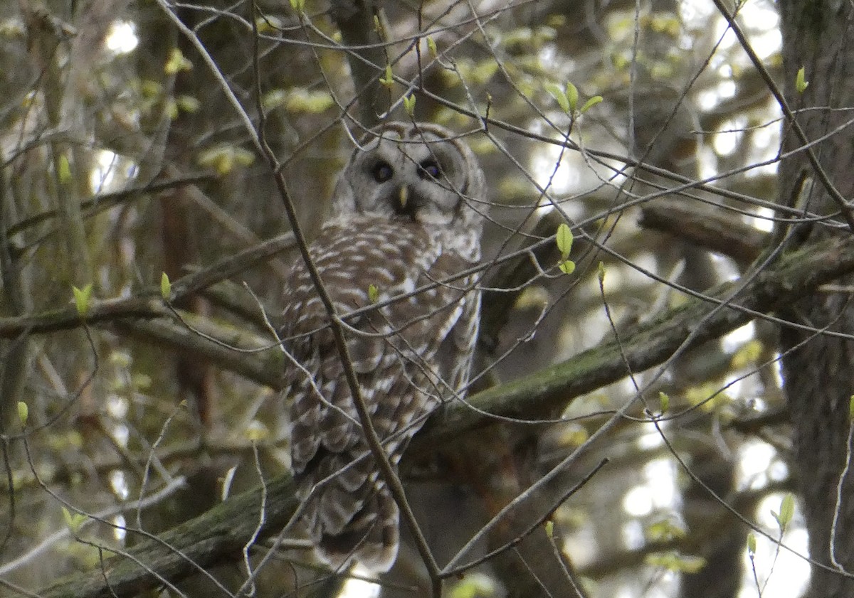 Barred Owl - ML618276337