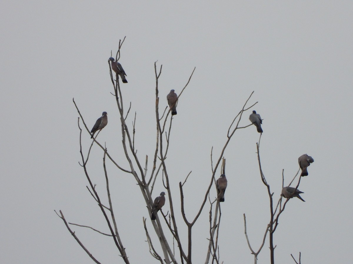 Common Wood-Pigeon - ML618276350