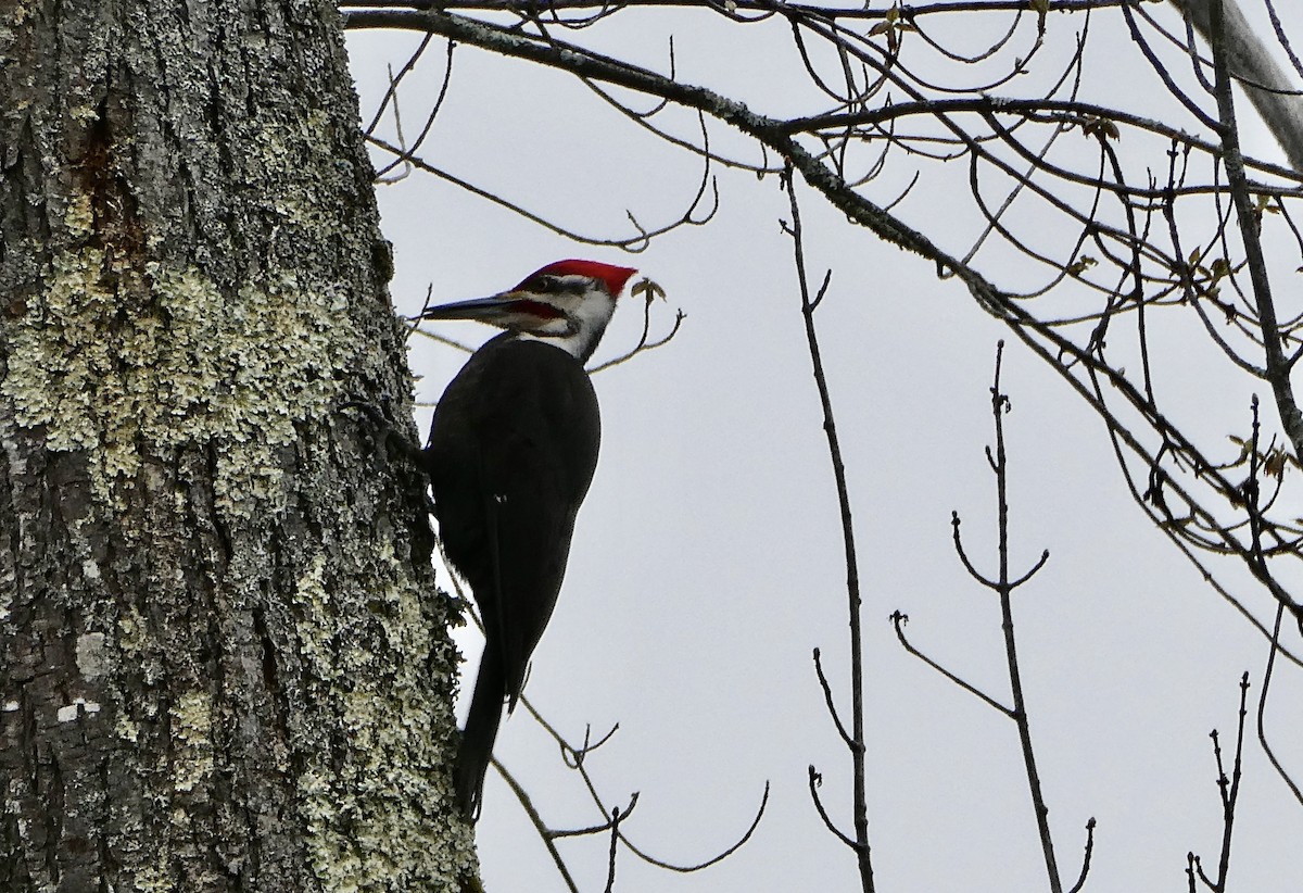 Pileated Woodpecker - ML618276353