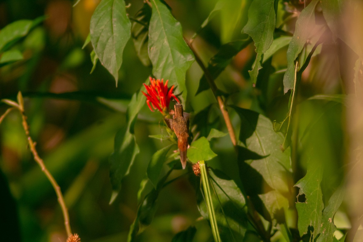 Пестрогорлый колибри-отшельник - ML618276363