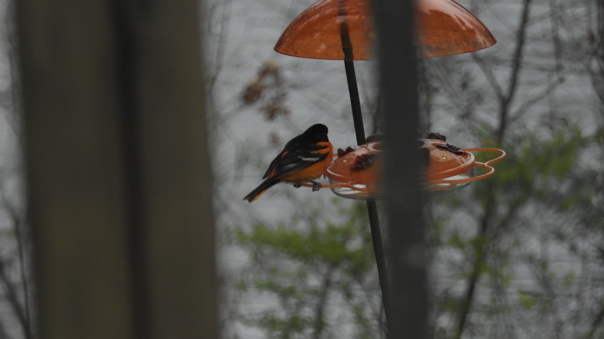 Baltimore Oriole - Anca Vlasopolos